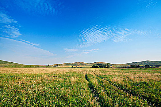 母牛,草场,大牧场,靠近,艾伯塔省,加拿大