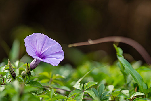 牵牛花特写