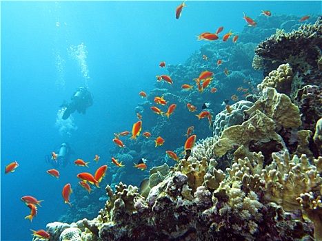 珊瑚礁,潜水,异域风情,鱼,仰视,热带,海洋