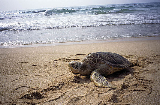 广东惠州海龟保护区内一只上岸海龟