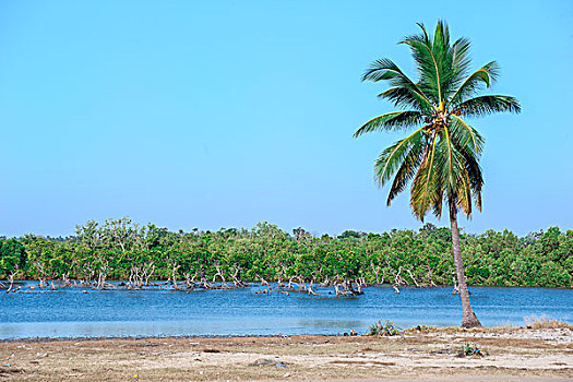 棕榈树,正面,穆龙达瓦,河,省,马达加斯加,非洲