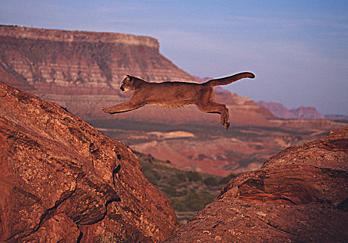 美洲狮,跳跃,两个,石头,犹他