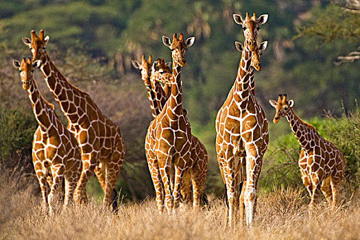 非洲,肯尼亚,牧群,网纹长颈鹿