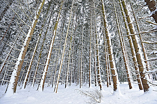 风景,雪,挪威针杉,欧洲云杉,树林,冬天,普拉蒂纳特,巴伐利亚,德国