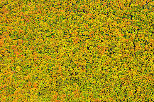 树林,秋天,莱茵兰普法尔茨州,德国