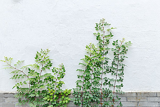 植物,白墙