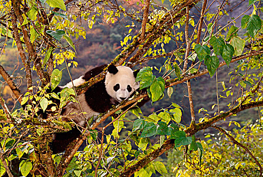 熊猫,树上,秋叶,卧龙,四川,中国