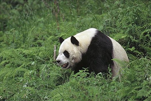 大熊猫,哺乳动物,卧龙自然保护区,四川,中国,亚洲,动物