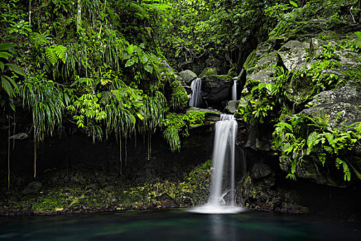 瓜德罗普,法国,加勒比,丛林,雨林,瀑布,水池,青绿色,绿色,叶子,热带,植被,水,根部,神秘,乐园,风景