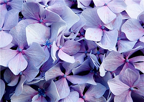 特写,照片,紫花