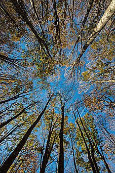 秋叶,圣栎,仰视,国家公园,意大利,欧洲