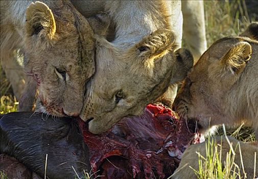 狮子,特写,杀,肯尼亚
