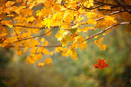 秋天,红叶,枫树