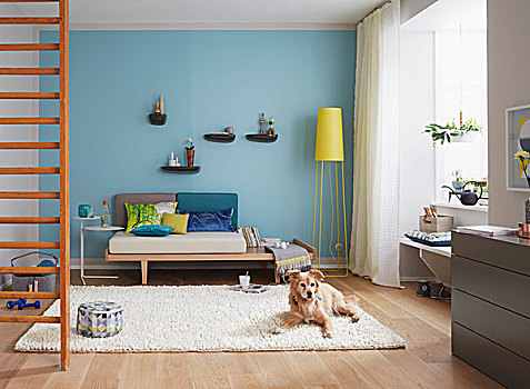 沙发,架子,狗,地毯,梯子,墙壁,前景,客厅,蓝色,墙