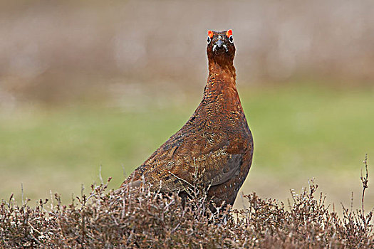 红色,松鸡,鸟或者鸡类,成年,雄性,高沼地,苏格兰,英国,欧洲