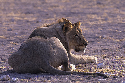 非洲,纳米比亚,埃托沙国家公园,狮子,靠近,水坑