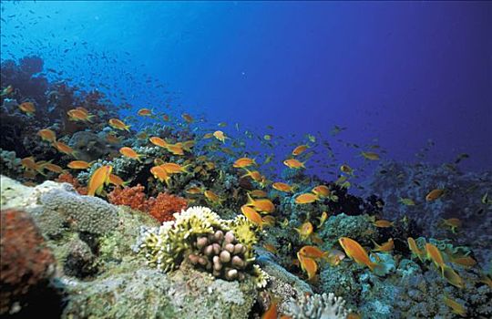 红海,珊瑚,橙色,鱼,水下视角