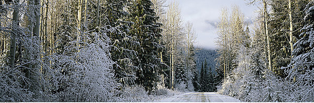 道路,树林,冬天,罗布森山省立公园,不列颠哥伦比亚省,加拿大