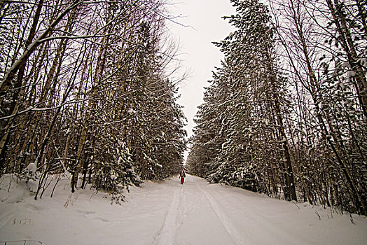 朋友,走,积雪,树林,俄罗斯