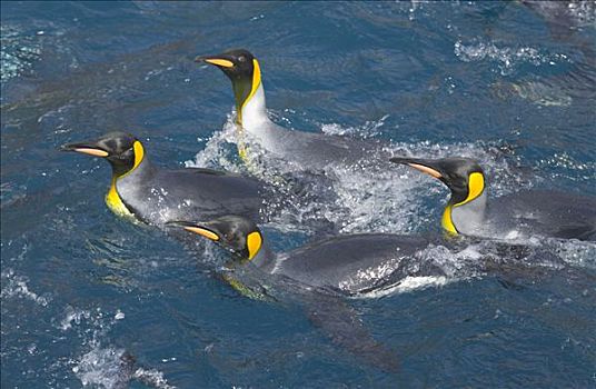 帝企鹅,群,游泳,洗,羽毛,清洁,秋天,早晨,露脊鲸湾,南乔治亚,南大洋,南极辐合带