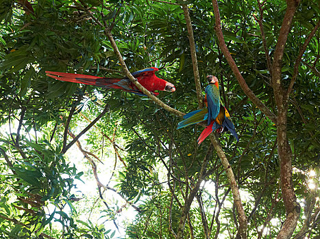 深红色,金刚鹦鹉,绯红金刚鹦鹉,栖息,树,国家公园,哥斯达黎加,中美洲