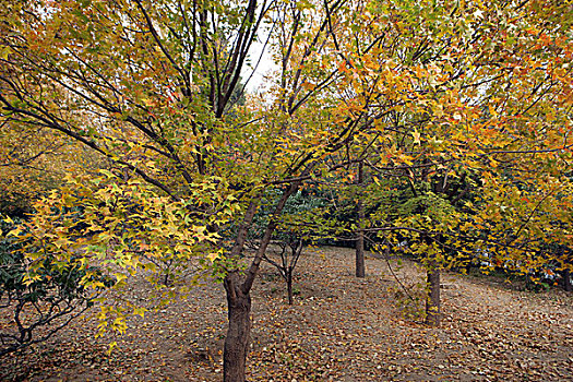 北京香山植物园