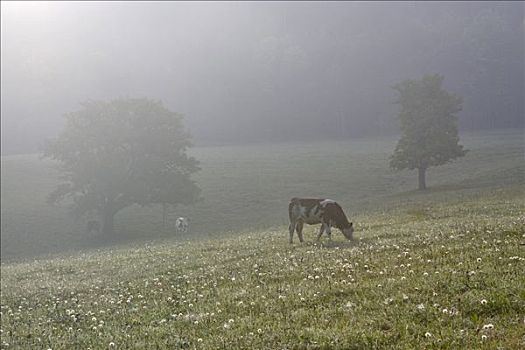 母牛,草地,早晨,山谷,下奥地利州