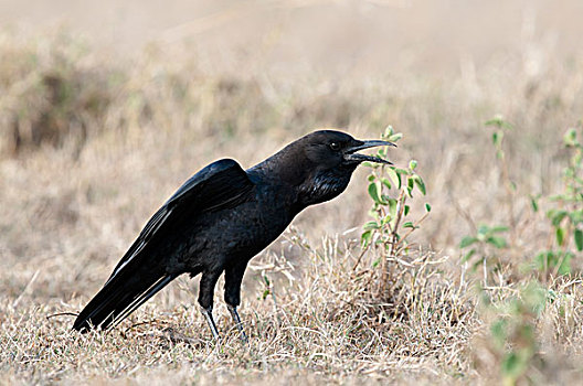 乌鸦,禁猎区,肯尼亚