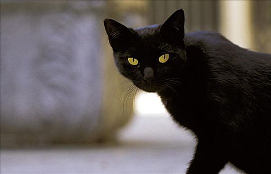 黑猫,宠物,动物