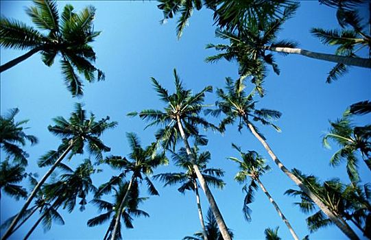 椰树,巴厘岛,印度尼西亚