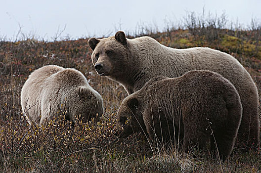 大灰熊,棕熊,母亲,一岁,幼兽,浆果,德纳里峰国家公园,阿拉斯加