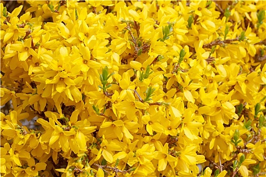 黄花,连翘属植物