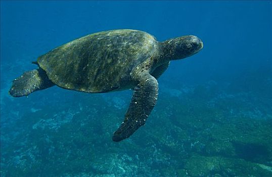 太平洋,绿海龟,龟类,游泳,费尔南迪纳岛,濒危,加拉帕戈斯群岛