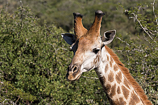 南非,德班,禁猎区,长颈鹿,野生,头部,特写