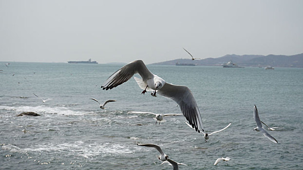 海面上成群的海鸥飞过
