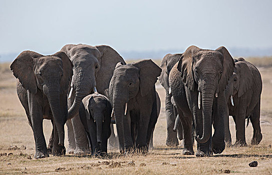 非洲大象090