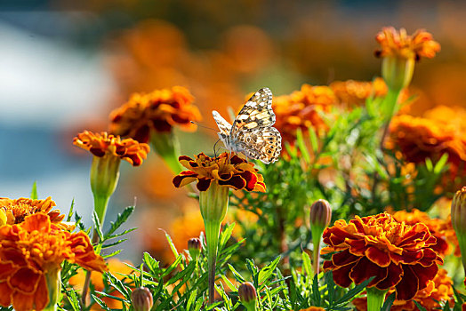 秋日公园里的万寿菊和蝴蝶
