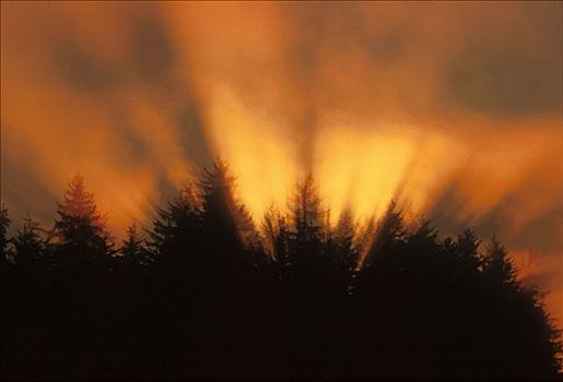 日出,雾,树,树林,东南阿拉斯加,橙色