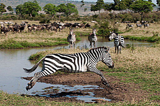 斑马,跳跃,马,马赛马拉国家保护区,裂谷,肯尼亚,非洲