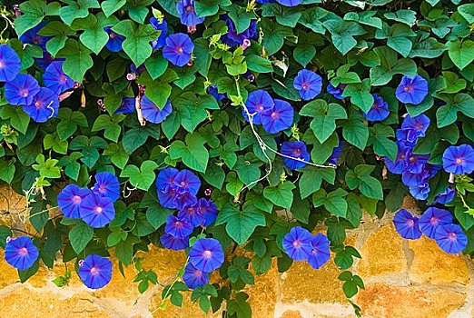攀缘植物,蓝花,马略卡岛
