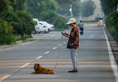 狗,猫,动物,宠物,室外,散养,放风,溜达,觅食,遛狗