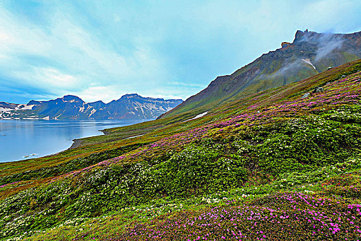 长白山天池高山花卉