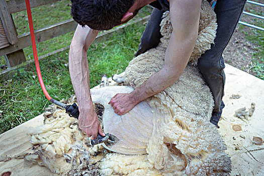 绵羊,拿着,剪羊毛,地点