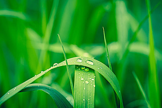 雨,青草,花园