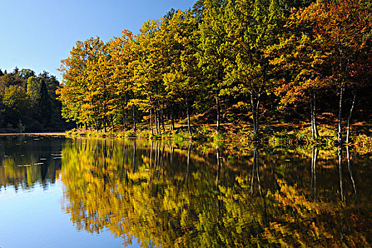 湖,树,秋天,莱茵兰普法尔茨州,德国