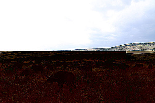 肯尼亚非洲水牛-草原水牛群