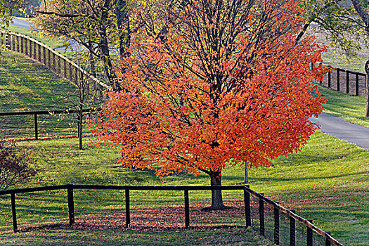栏杆,红枫,树,靠近,莱克星顿,肯塔基