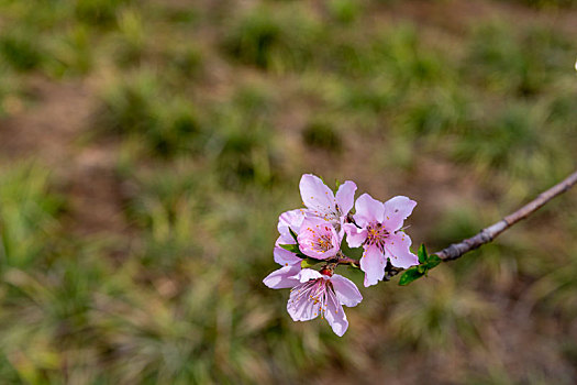 鲜花