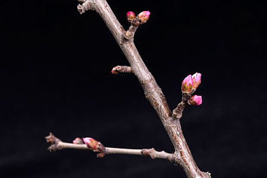 桃树枝啥样图片