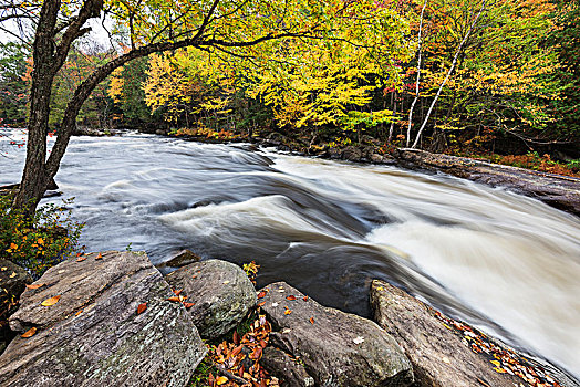 彩色,秋日树林,河边,迅速,河,模糊,动感,安大略省,加拿大